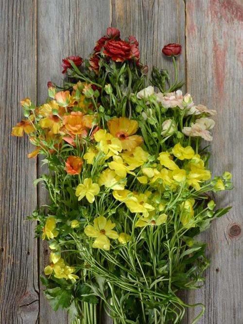 BUTTERFLY ASSORTED RANUNCULUS